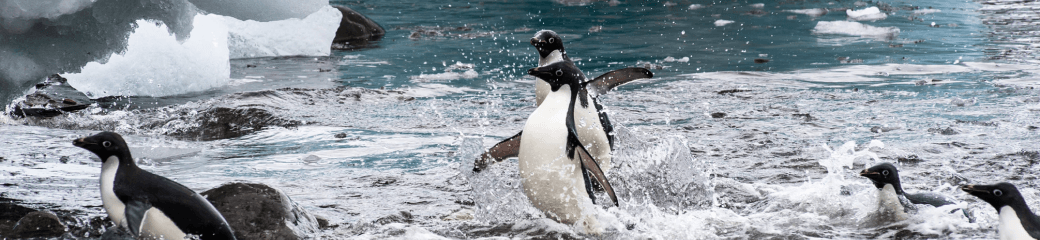 A lot of penguins