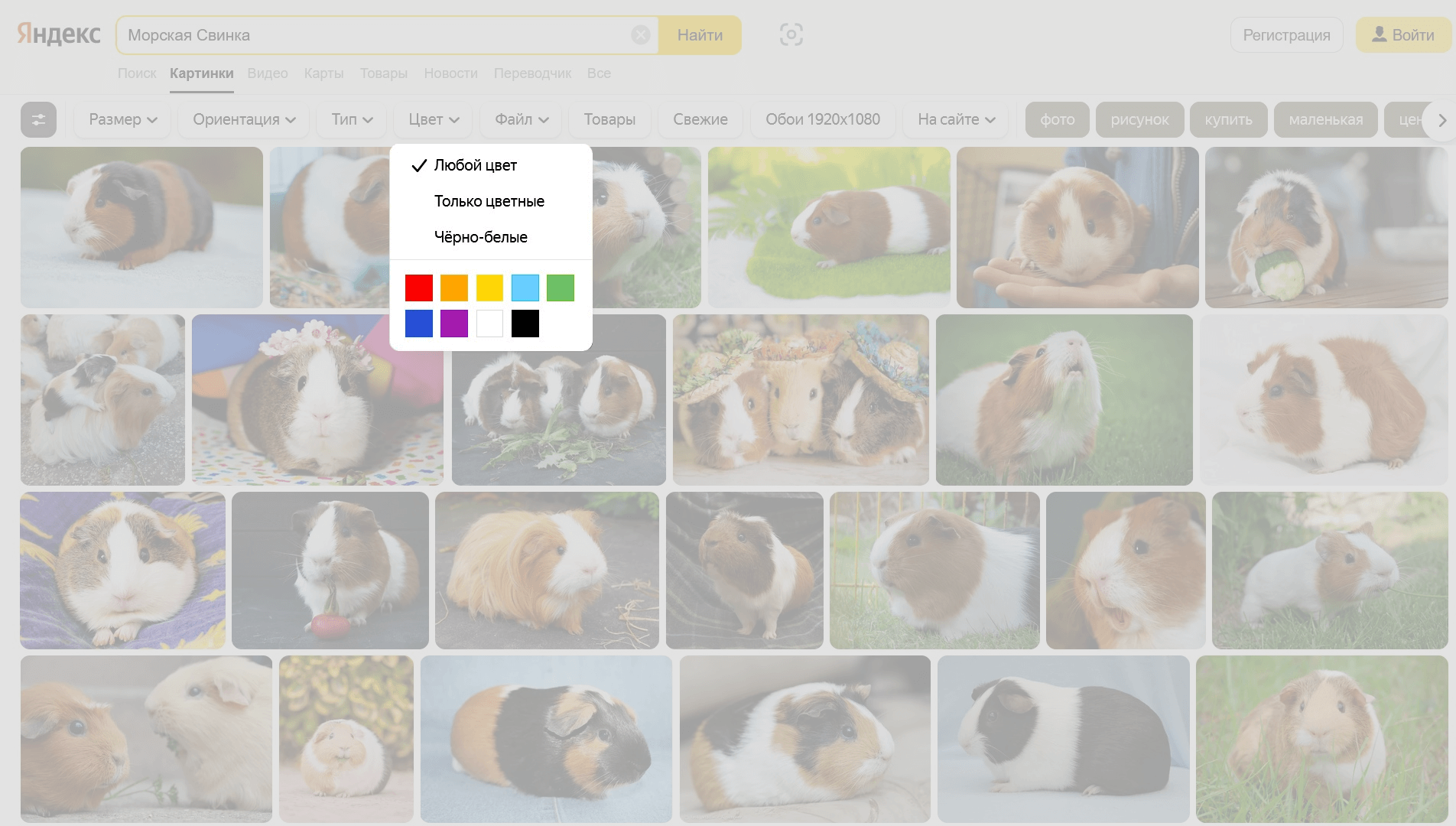 Сервис Яндекс.Картинки. Найдены картинки с морскими свинками, открыт фильтр поиска картинок по цвету. Цвета можно различить только по внешнему виду, у них нет видимых подписей.